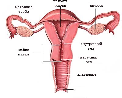 Анатомия шейки матки