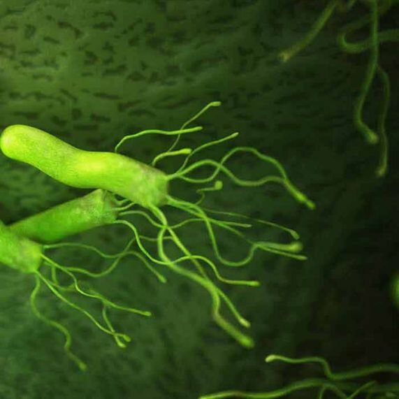 Особливості інфікованості Helicobacter pylori (HP) , кислотоутворюючої функції шлунка у пацієнтів з ерозіями шлунка при захворюваннях жовчовивідних шляхів