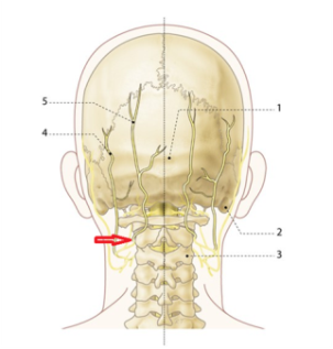 Затылочный нерв фото где находится