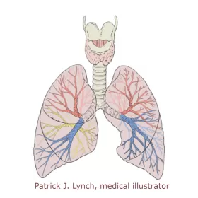 Pulmonology